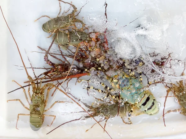 Caranguejos e lagostas vivos no balcão . — Fotografia de Stock
