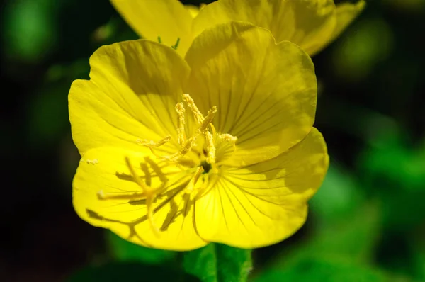 Одна жовта квітка Енотера бініс в саду . — стокове фото