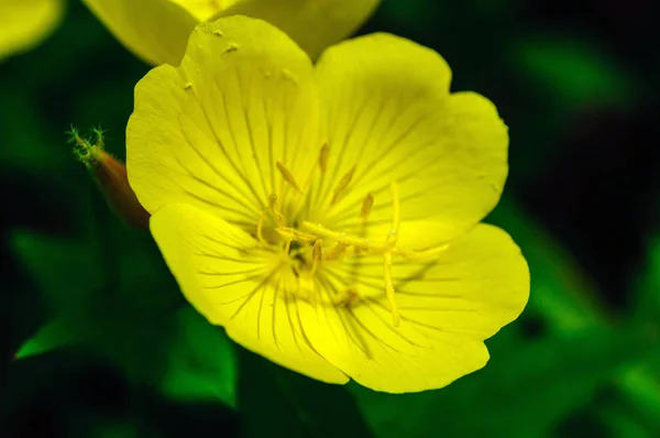 Жовті квіти енотери бініс в саду . — стокове фото