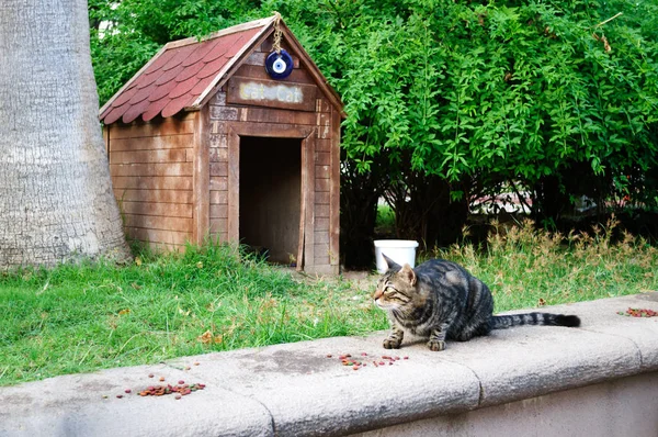 Feeding cats and cat house in the park.