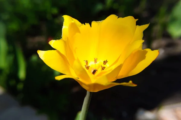 Bud aberto tulipa terry amarelo no jardim . — Fotografia de Stock