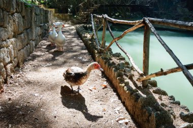 Kazlar Park' taki gölette, Yunanistan.