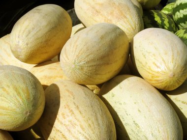 Piyasada taze saman sarı dikdörtgen kavunlar.