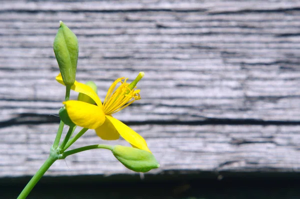 Eski bir panonun arka planında sarı bir selandin çiçeği, Chelidonium, seçici odak. — Stok fotoğraf