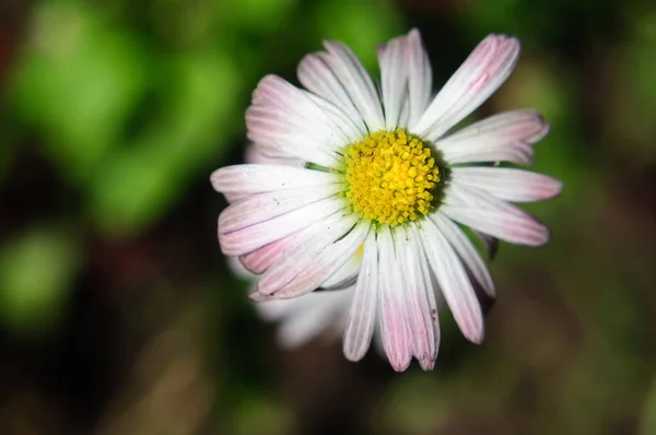 White yellow daisy flower, bellis,, shallow depth of field . — стоковое фото