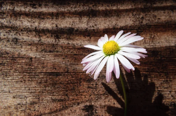 Daisy op de achtergrond van een oude houten muur. — Stockfoto