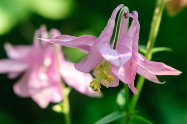 Bahçede pembe çiçek aquilegia, seçici odak.
