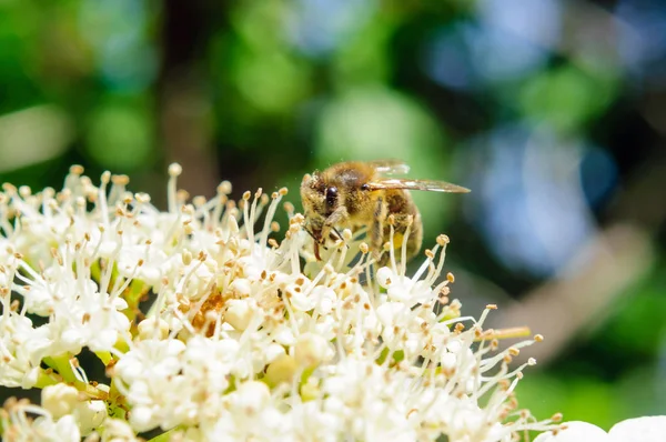 Bahçede viburnum beyaz çiçeklenme üzerinde Arı.