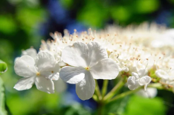 Bright white viburnum flower in the garden, selective focus. — Stock Photo, Image