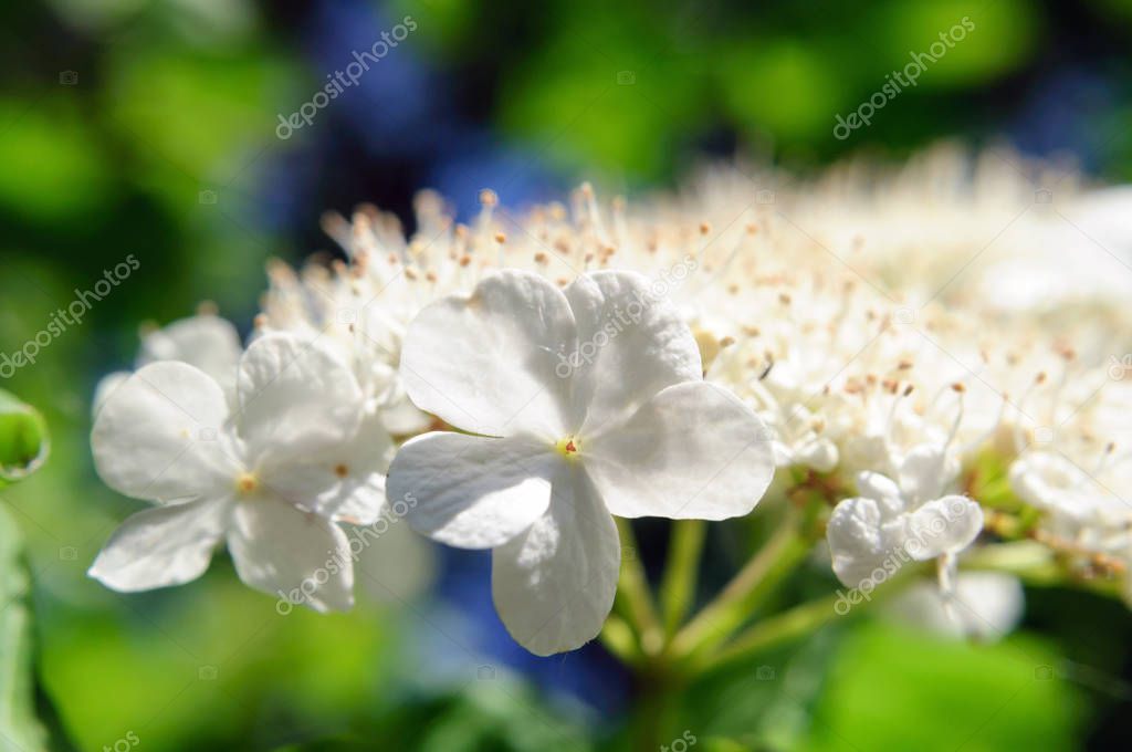 Bright white viburnum flower in the garden, selective focus.