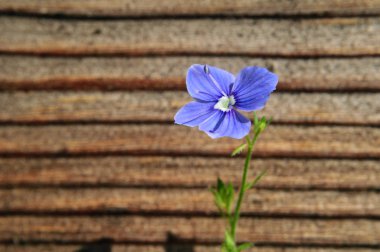 Eski panoların arka plan dokusunda mavi çiçek Veronica.