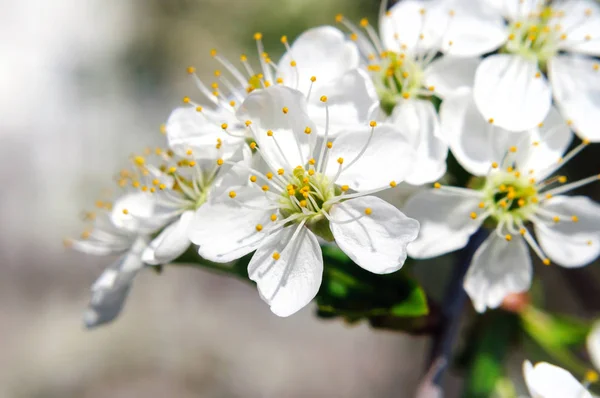 Floraison de cerisiers de printemps dans le jardin, macro . — Photo