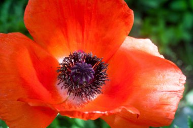 Yaz bahçesinde parlak kırmızı haşhaş çiçeği, seçici odak.