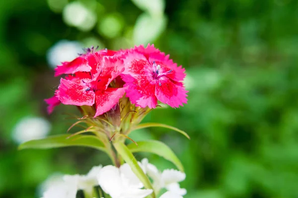 Luminoso Dianthus barbatus viola nel giardino estivo, bassa profondità di campo . — Foto Stock