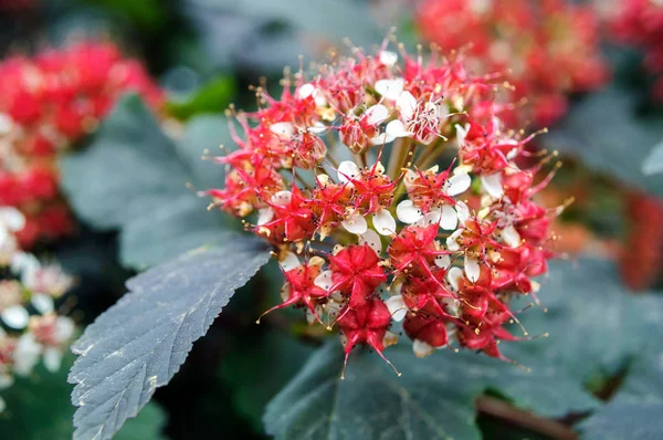 Bright red flowers spirea in the summer garden, shallow depth of field. — Stock Photo, Image