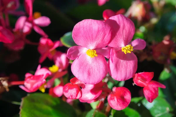 Magenta pink flowers are begonias in the summer garden — Stock Photo, Image