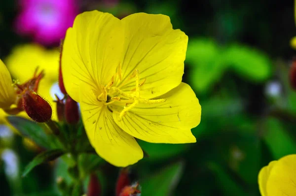 Gele bloem van oenothera biennis in de tuin — Stockfoto