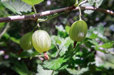 Bahçede bir dal üzerinde Yeşil bektaşi üzümü çilek.