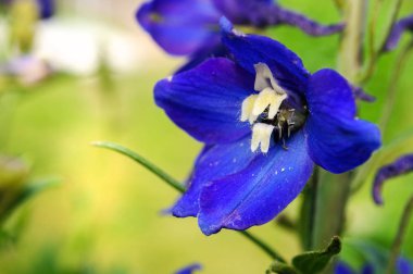 Yaz bahçesinde parlak mavi delphinium çiçek.