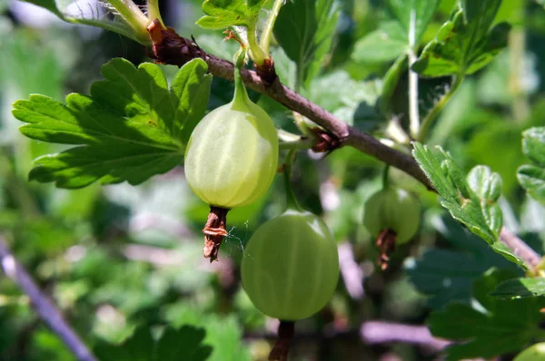Yaz bahçesinde bektaşi üzümü Çalı meyveleri.