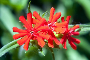 Yaz bahçesinde kırmızı çiçekler lychnis.