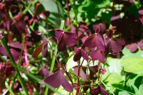 Maroon yaz bahçesinde oxalis bırakır.