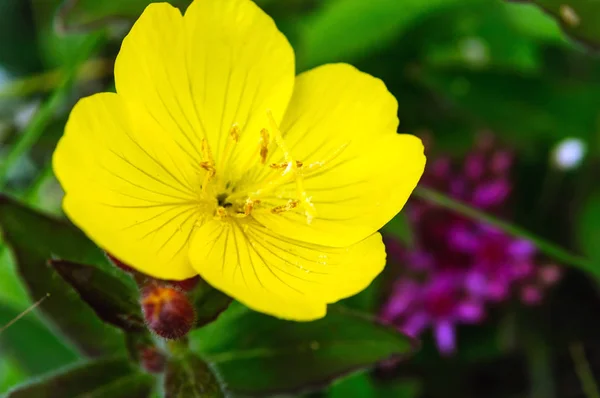 Жовта квітка Онеотера в саду, макро . — стокове фото