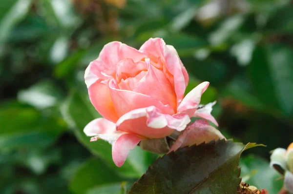 Eine rosa Rosenblüte im Sommergarten. — Stockfoto