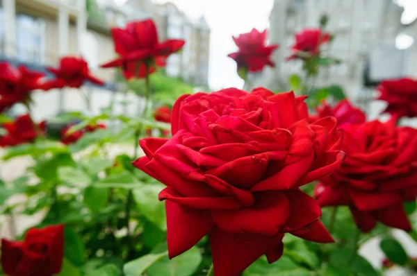 Rosa roja en el parque, de cerca . — Foto de Stock