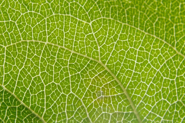 The texture of tree leaf on the lumen. — Stock Photo, Image