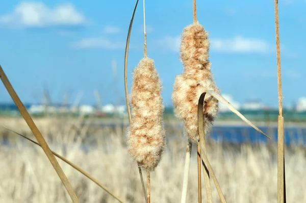 Inflorescence ears of cattail on the Volga river, typha.