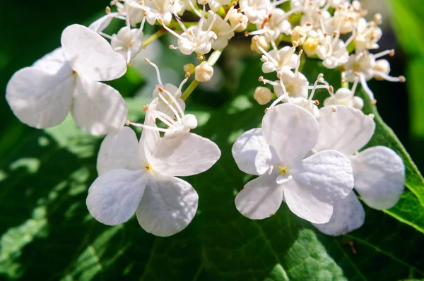 Close up of white inflorescences of viburnum. — Stock Photo, Image