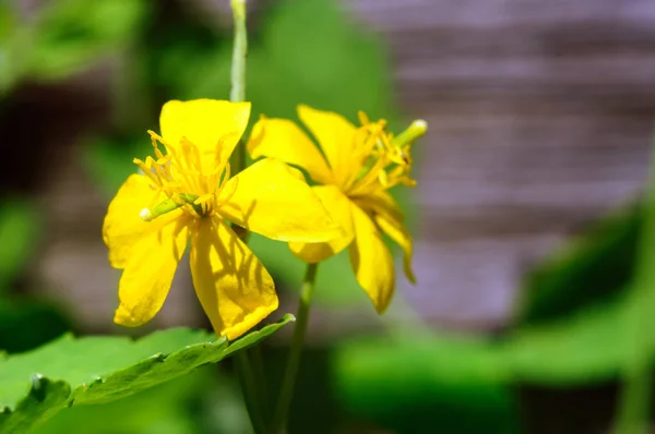 Жовта квітка чистотілу в літньому саду, хелідоній . — стокове фото