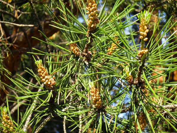 Jeunes cônes sur branches de pin, faible profondeur de champ . — Photo