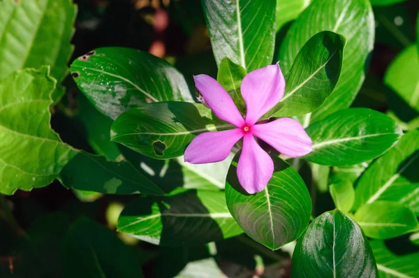 Rosafarbene Blüte catharanthus roseus, allgemein bekannt als Madagaskar-Immergrün. — Stockfoto