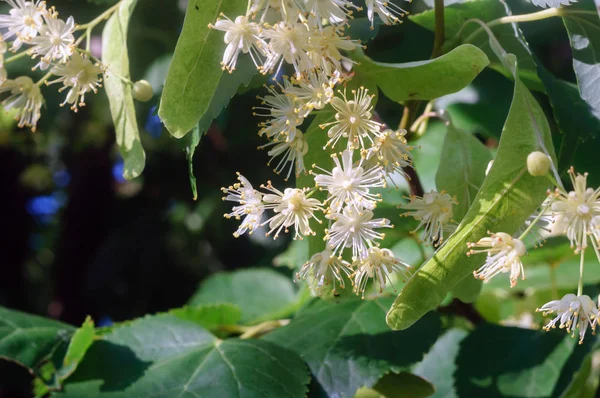 Beautiful white flowers and green leaves of lime trees.