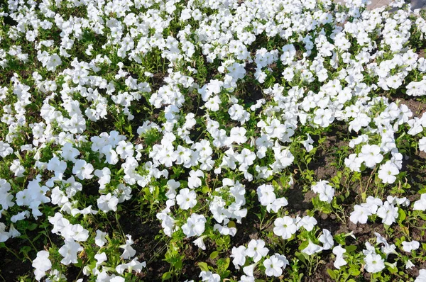 Beaucoup de fleurs blanches de Petunia dans le parc . — Photo