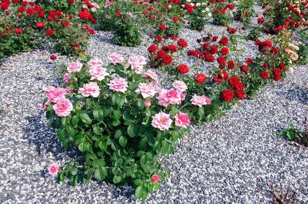 Bush de belles roses dans le parc d'été . — Photo