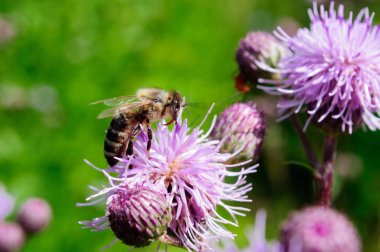 Bir arı devedikeni çiçeği üzerinde polen toplar.