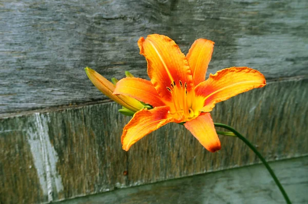 Eski bir ahşap panelin arka planında turuncu çiçek daylily. — Stok fotoğraf