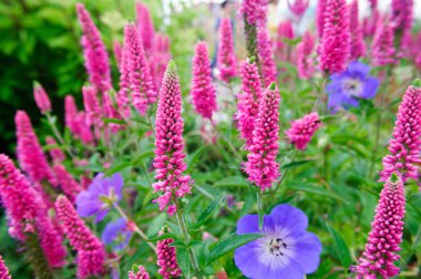 Bahçede mor çiçekler Veronica longifolia.