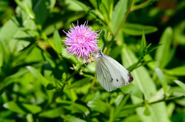정원에서 보라색 꽃에 흰색 나비. — 스톡 사진