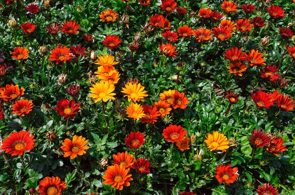 Gazania rigens fleurs rouges dans le jardin . — Photo