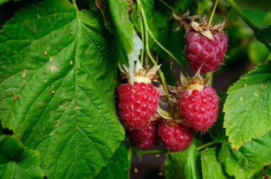 Yeşil yaprakları üzerinde kırmızı ahududu demet.