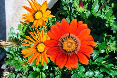 Bahçede parlak kırmızı çiçek gazania rigens.