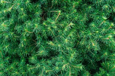 Bahçede Picea glauca conica Ladin dalları.