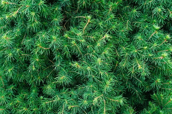 Bahçede Picea glauca conica Ladin dalları.