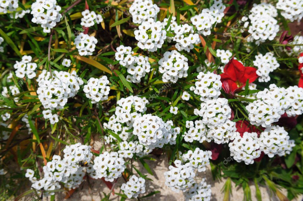 The white blossoms of the alyssum lobularia in the garden.