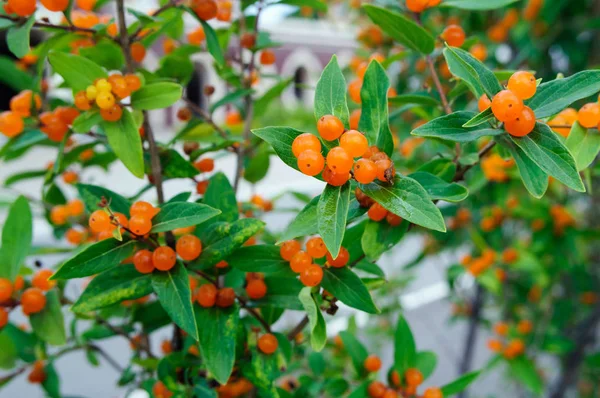 庭のハニーサックルブッシュのオレンジベリー. — ストック写真