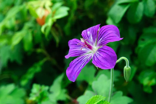 Geranio viola fiore in giardino, Geranio sylvaticum . — Foto Stock